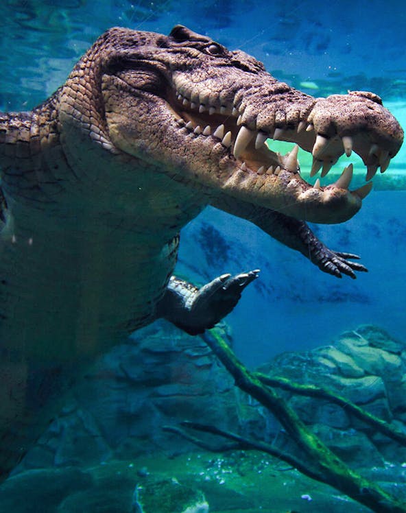 Crocodile swimming underwater at Crocosaurus Cove, Darwin.