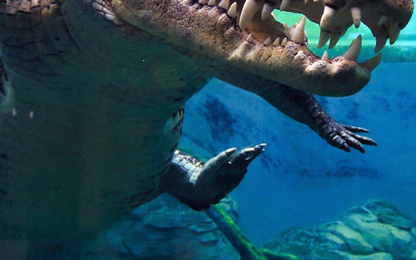 Crocodile swimming underwater at Crocosaurus Cove, Darwin.