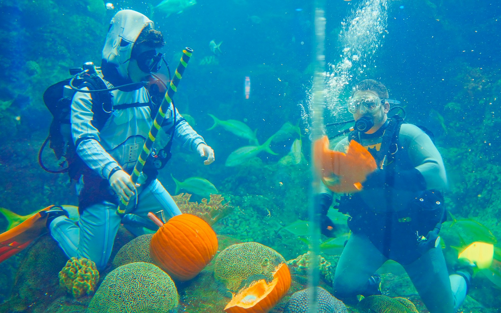 Divers carving pumpkins underwater at an aquarium for Halloween event.
