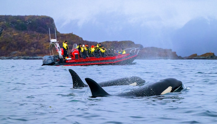 Whale watching tours from Tromso