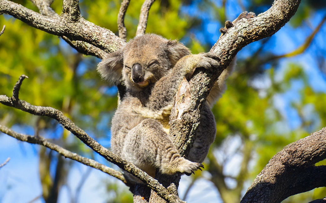 Sleeping koala in a tree along the Great Ocean Road Reverse Tour.