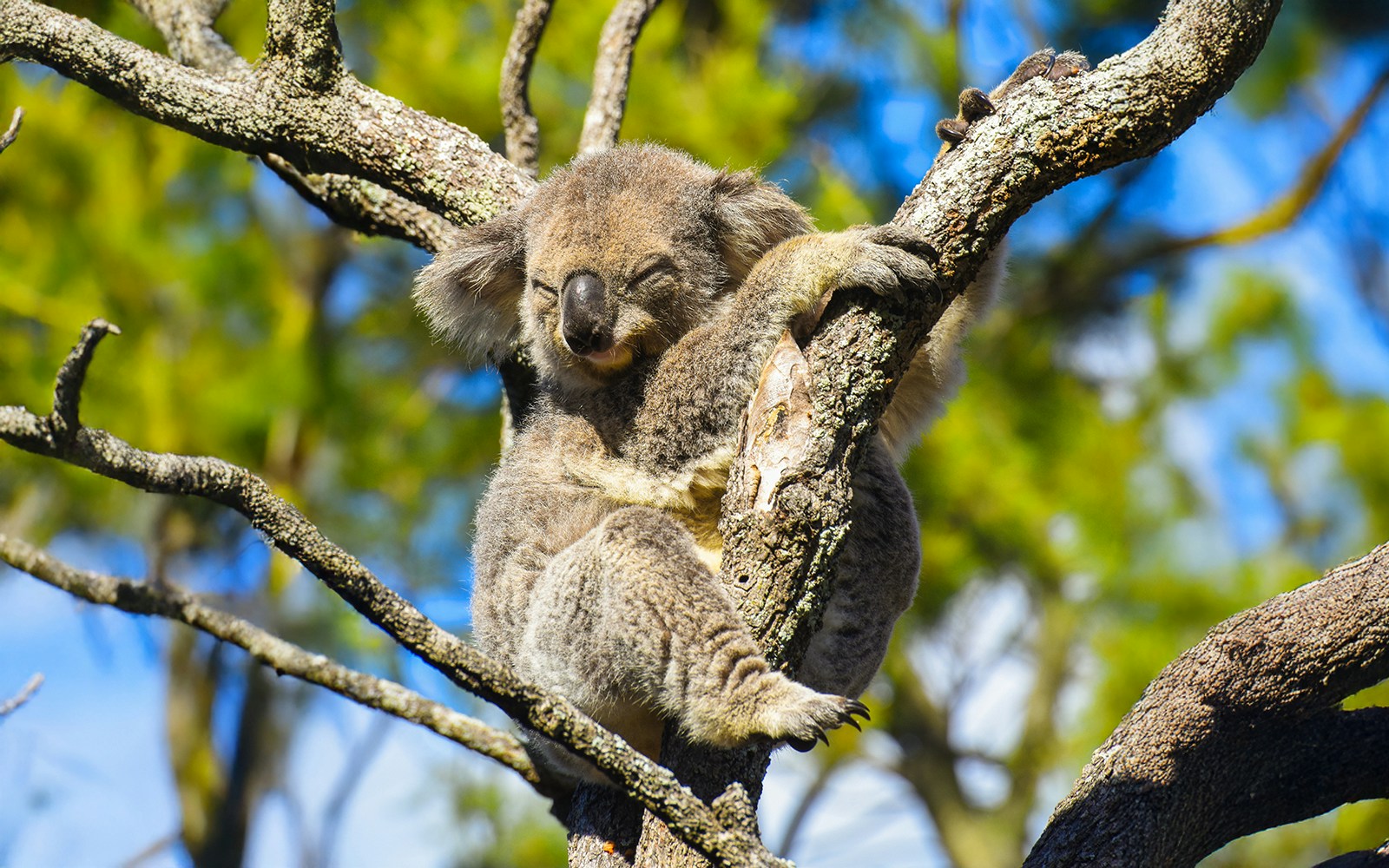 Koala resting in a tree along the Great Ocean Road, Australia.