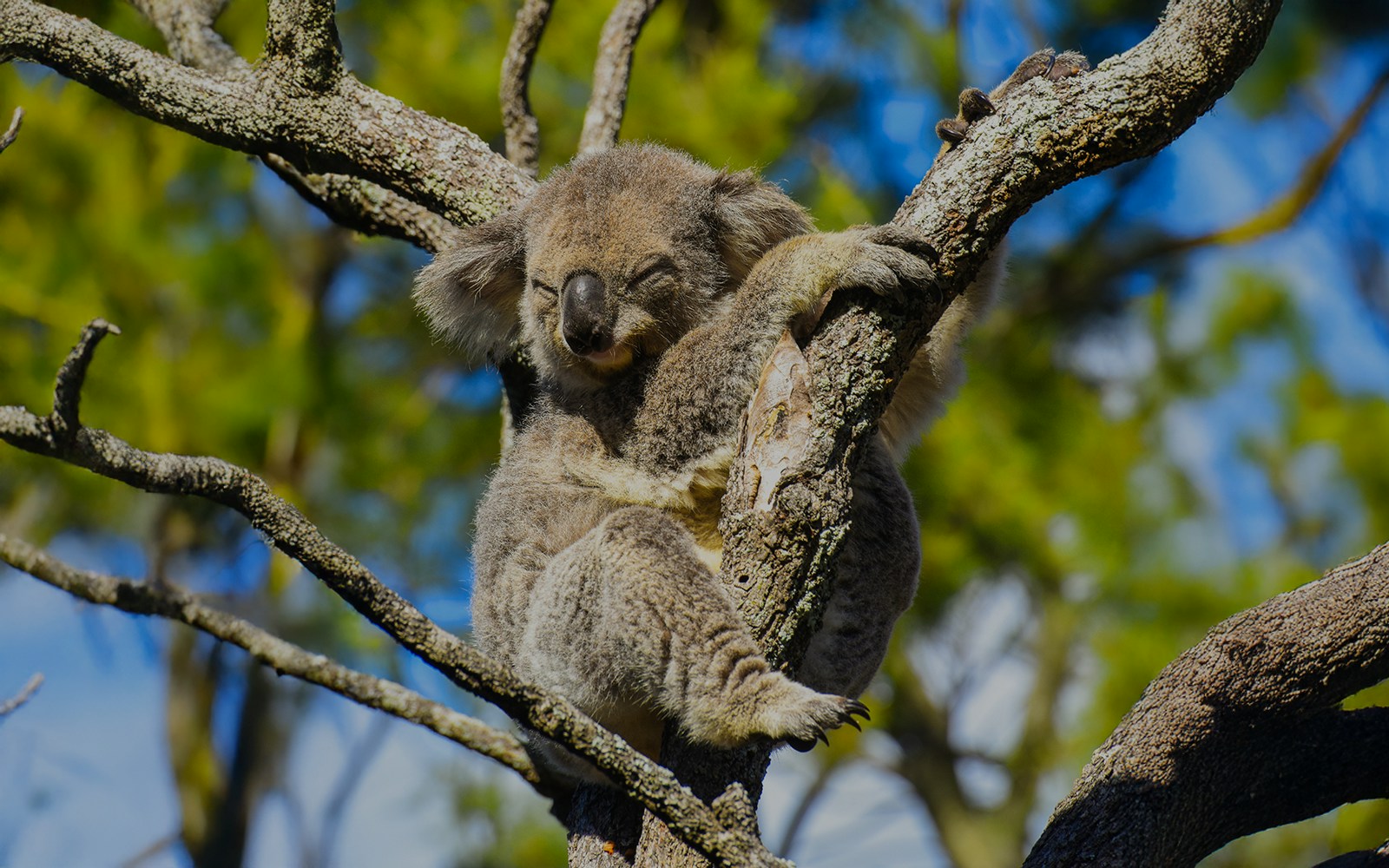 Sleeping koala in a tree along the Great Ocean Road Reverse Tour.