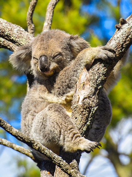 Sleeping koala in a tree along the Great Ocean Road Reverse Tour.