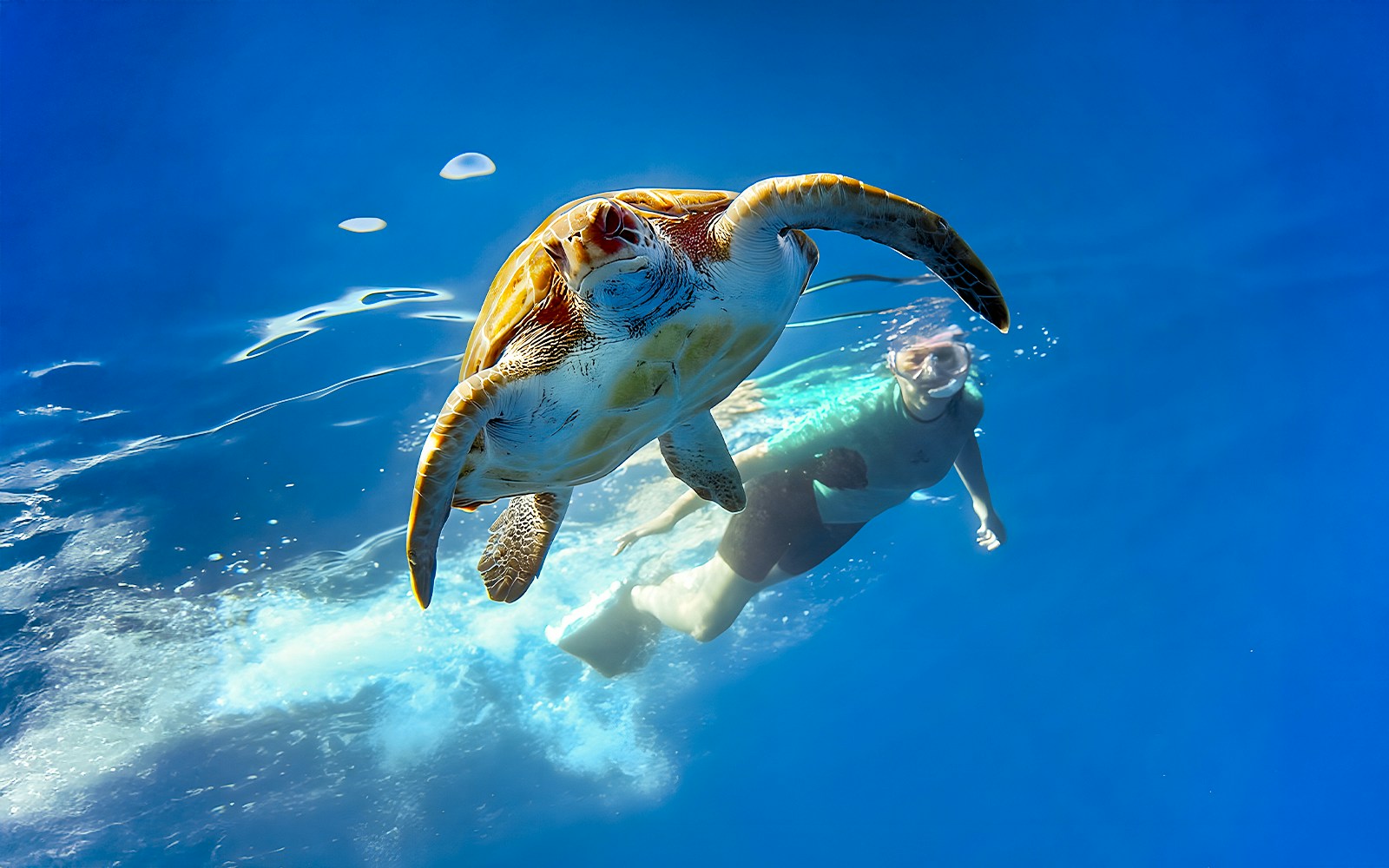 Tourist snorkeling with a sea turtle in Tenerife waters.