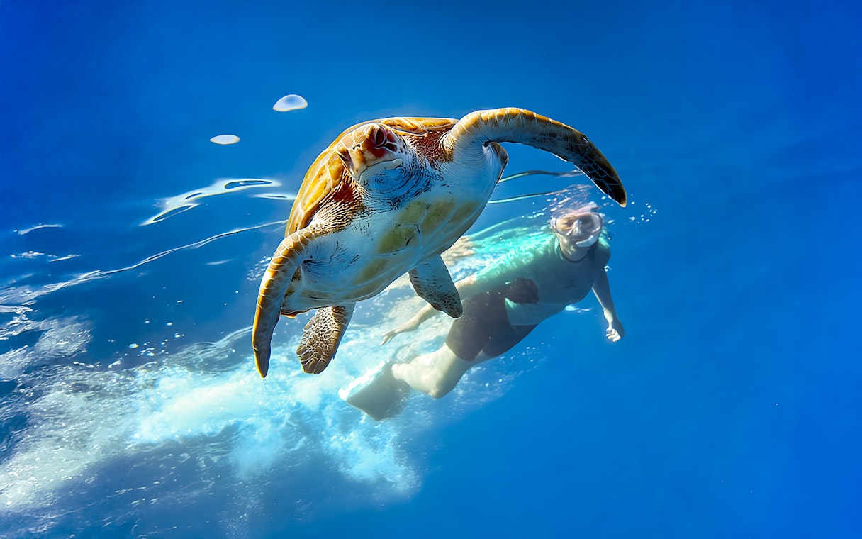 Tourist snorkeling with a sea turtle in Tenerife waters.