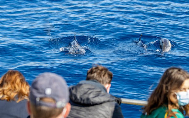 Dolphins swimming near a boat during a sunset excursion on the Taormina coast.