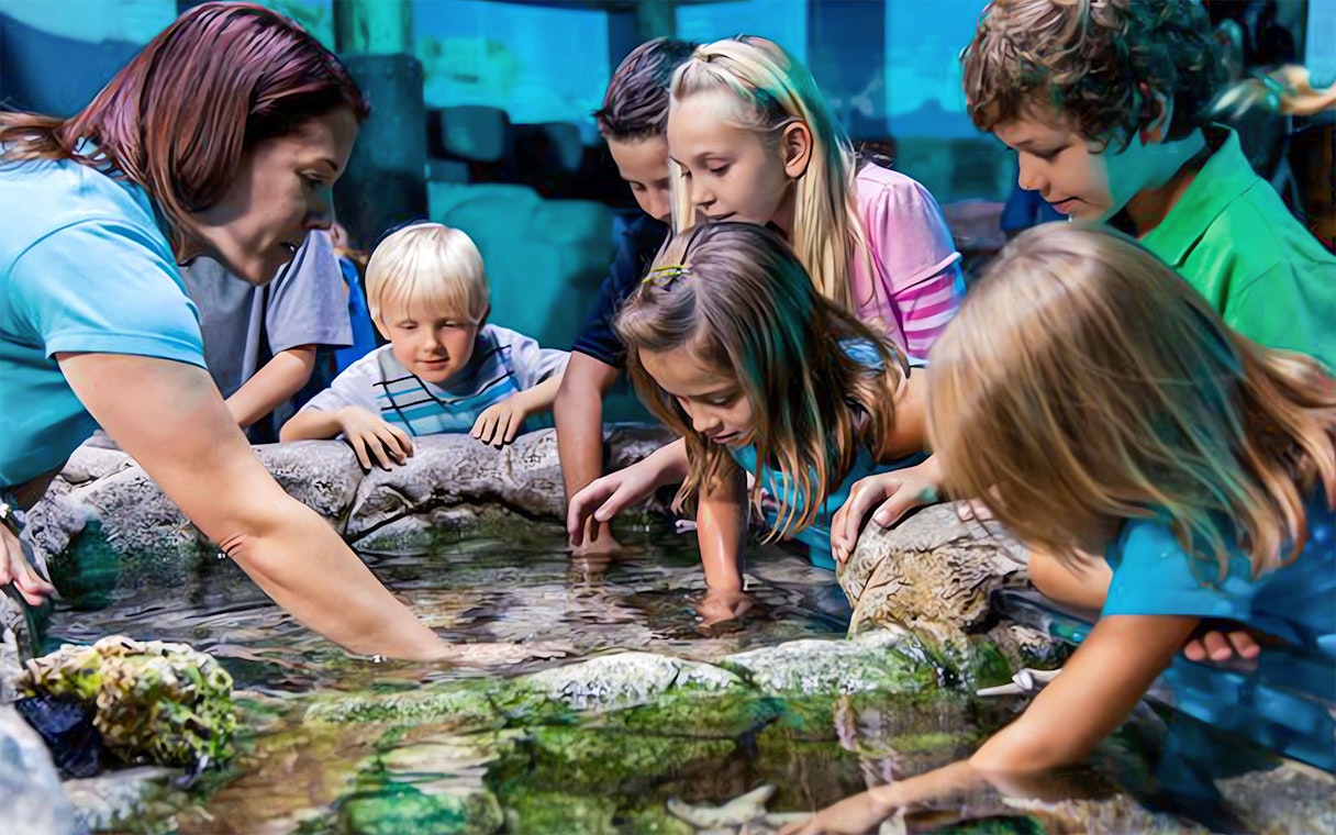 Children exploring a touch pool at SEA Life Aquarium, part of ICON Park Attraction Package.