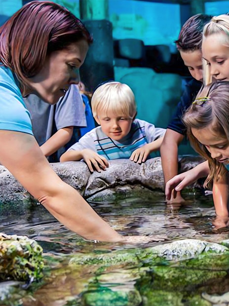 Children exploring a touch pool at SEA Life Aquarium, part of ICON Park Attraction Package.