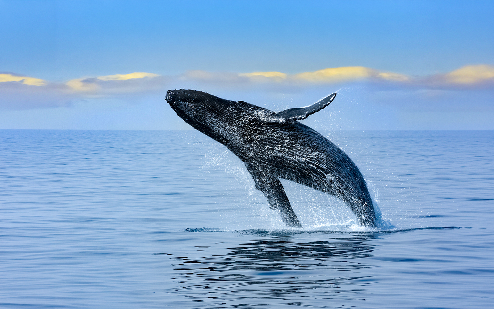 Breaching humpback whale in Oahu, Hawaii.