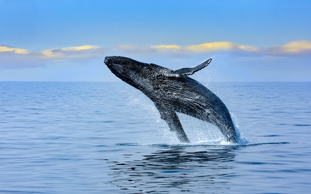 Breaching humpback whale in Oahu, Hawaii.