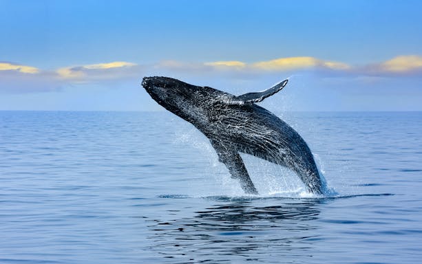 Breaching humpback whale in Oahu, Hawaii.