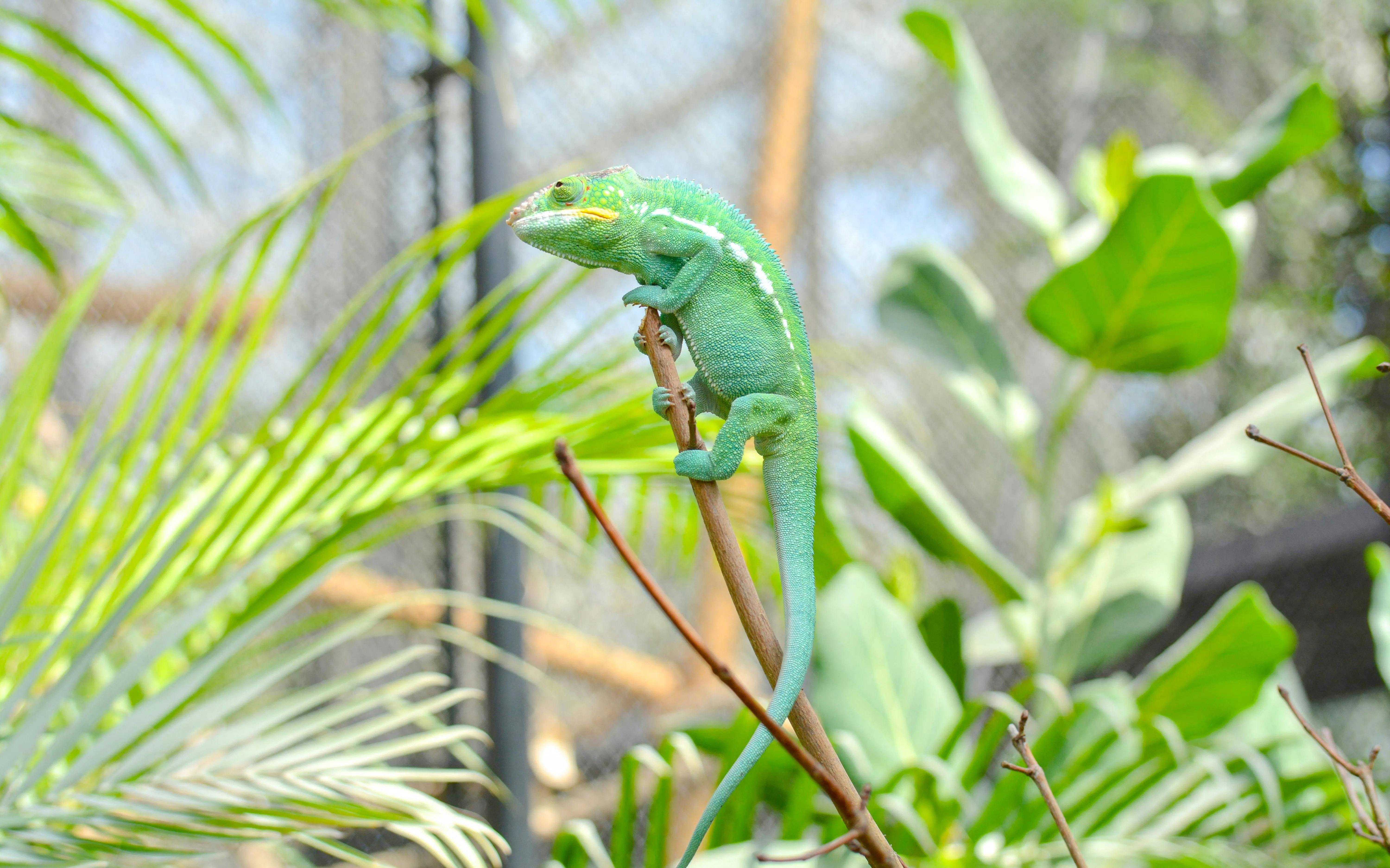 Chameleon perched on a branch at Vincennes Zoo, Paris.