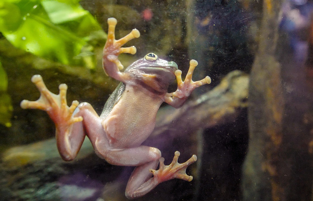 Tropical Green Frog In An Aquarium