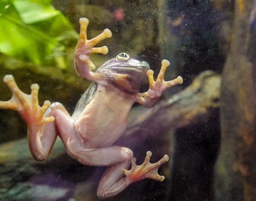 Reptiles and amphibian area