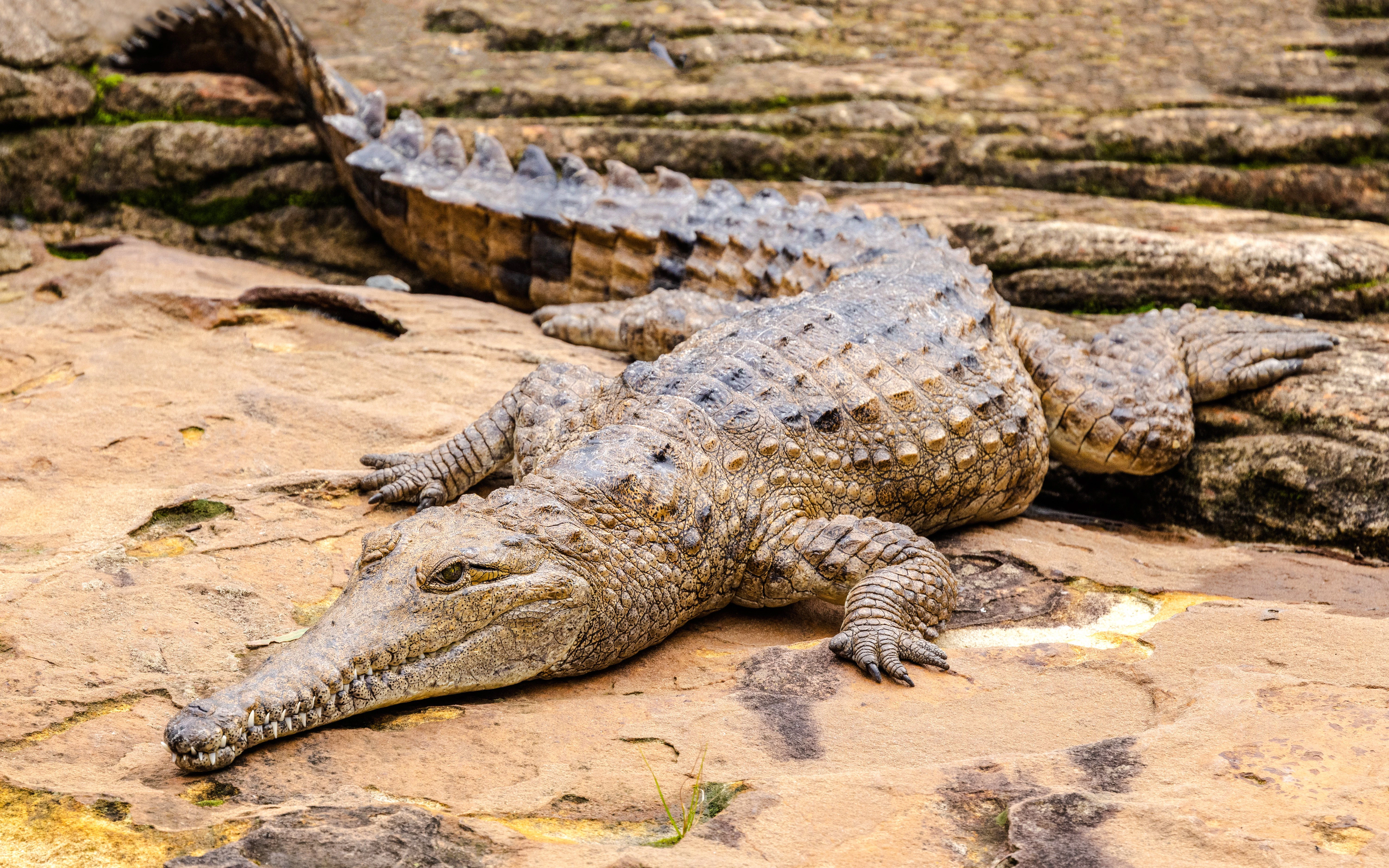 Freshwater crocodile resting on rocky terrain in a natural habitat.