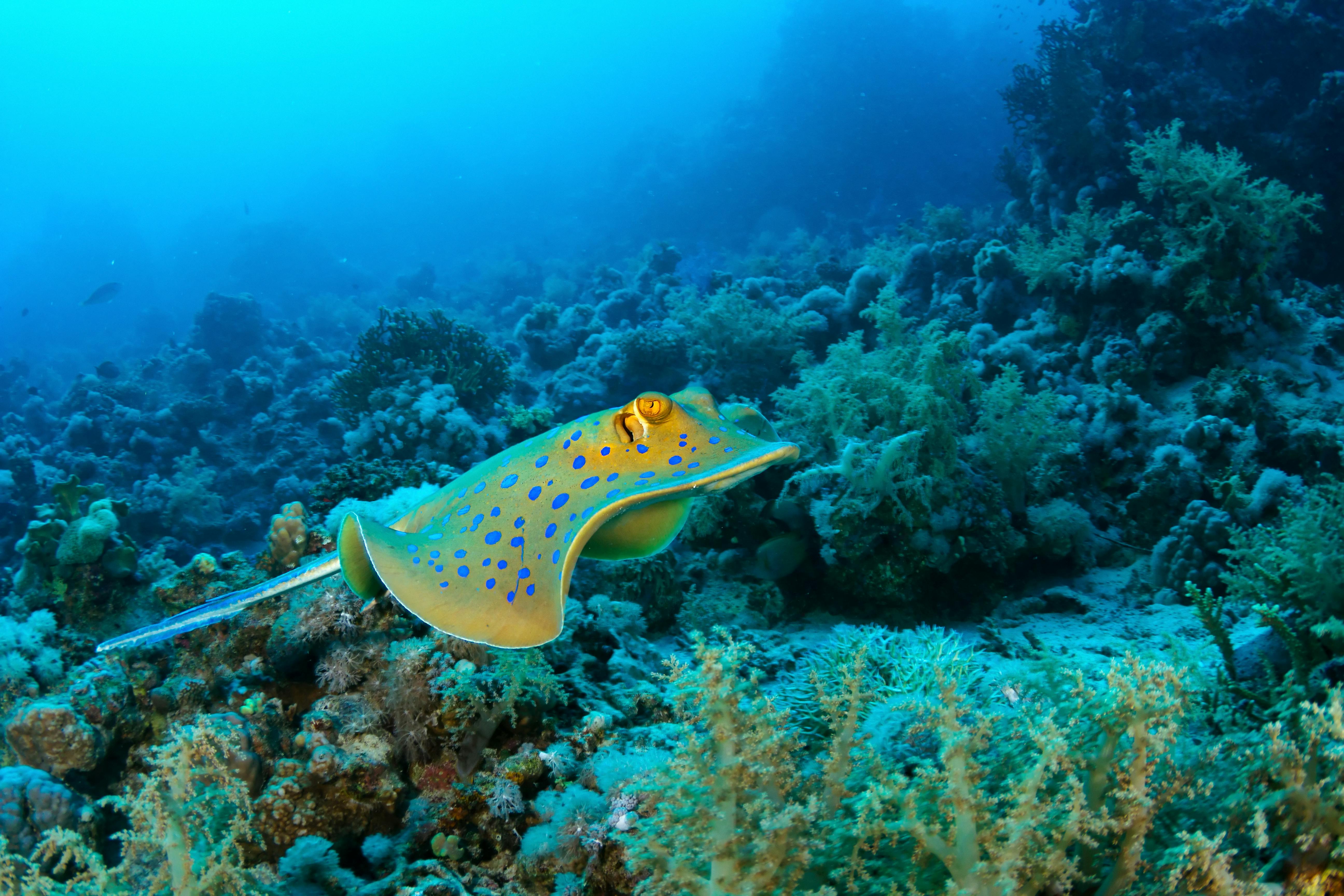 Blue-spotted stingray swimming over coral reef.