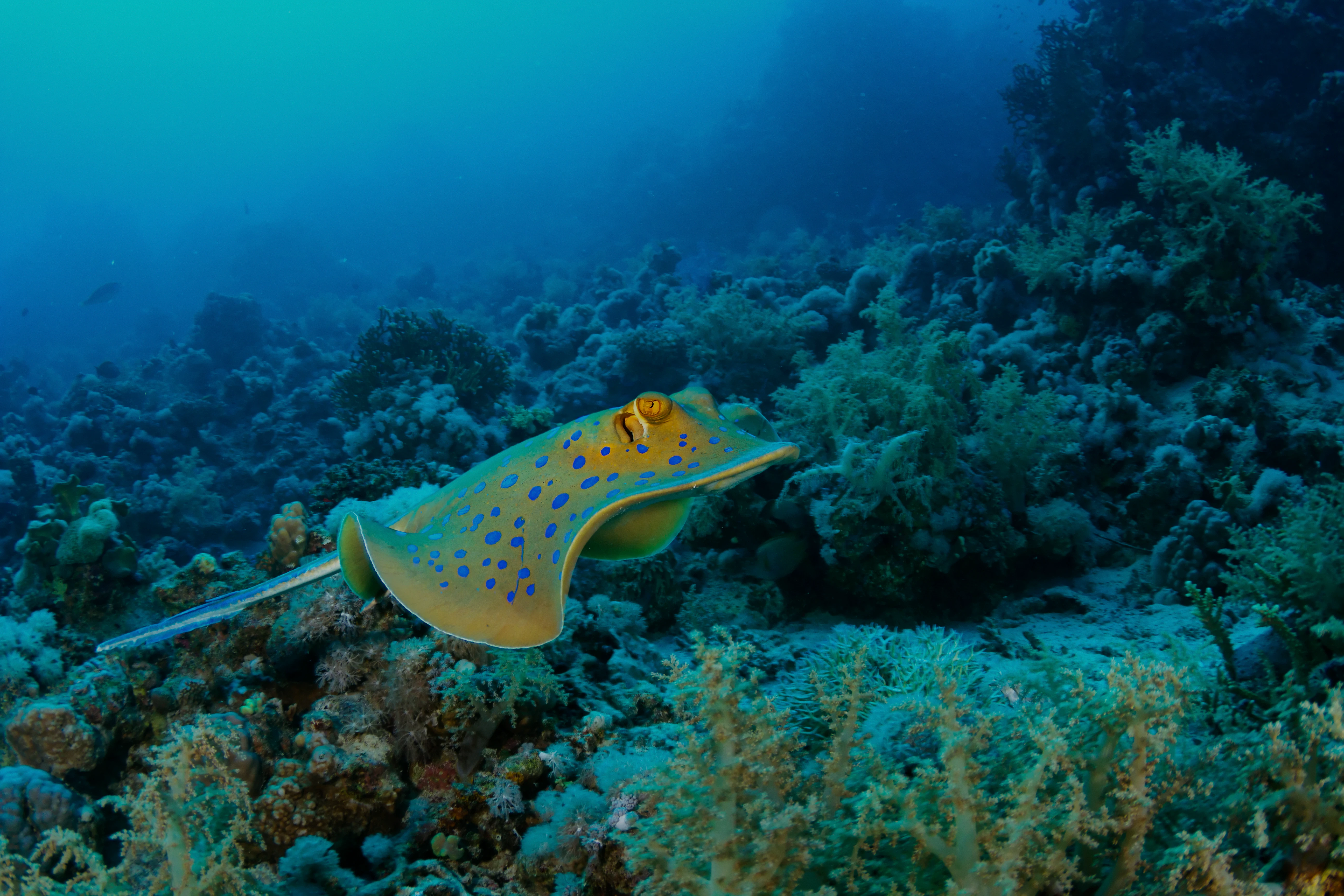 Blue-spotted stingray swimming over coral reef.