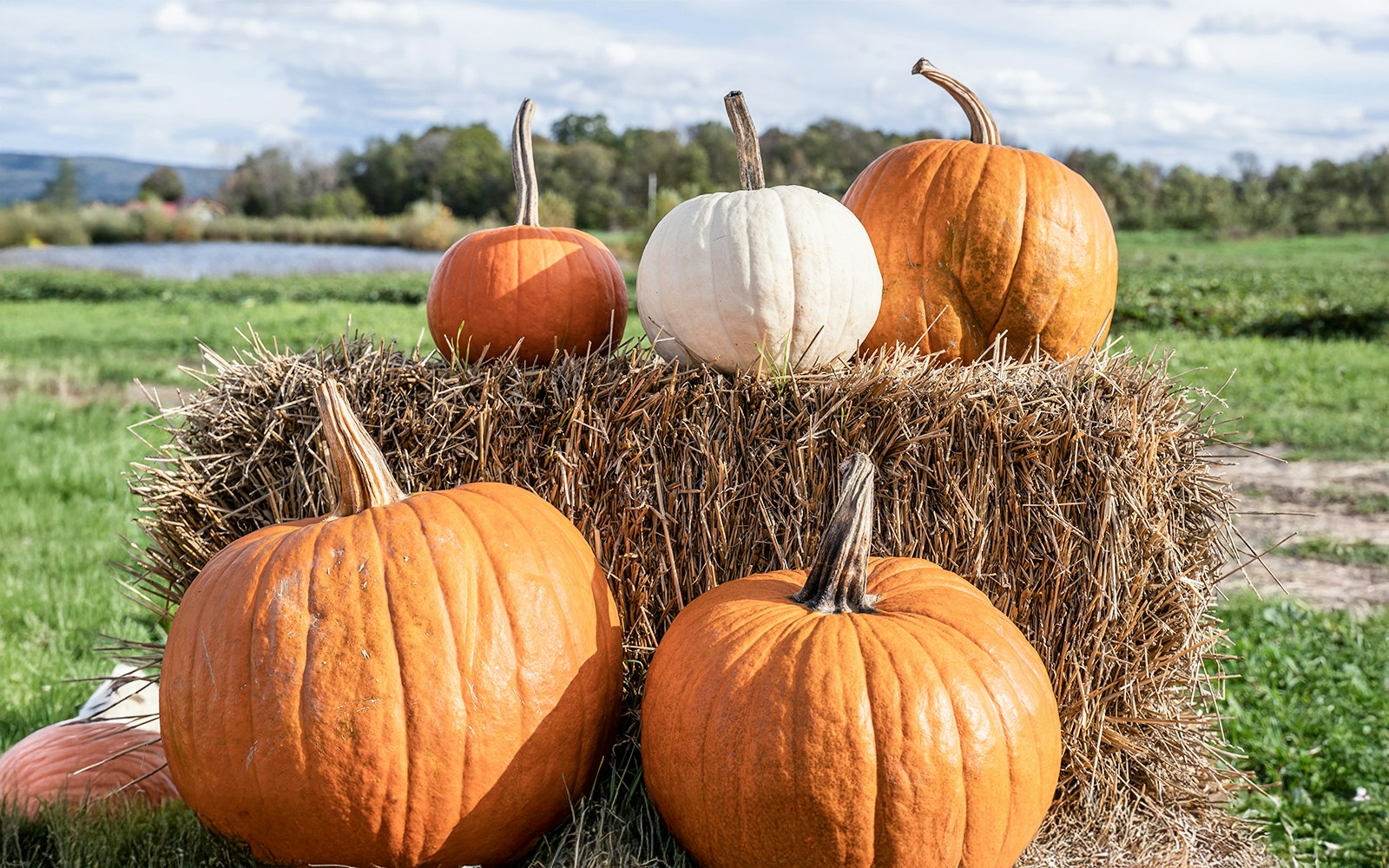 Pumpkins on hay bales at a New York barn.