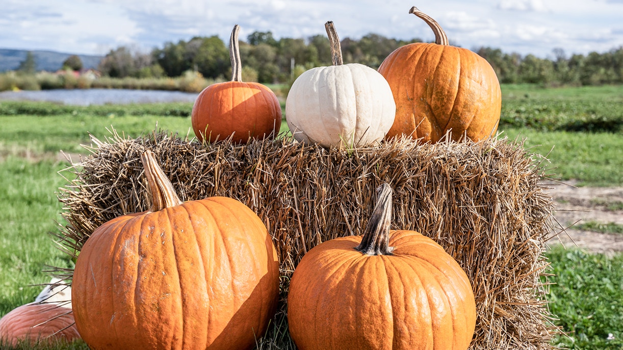 Pumpkins on hay bales at a New York barn.