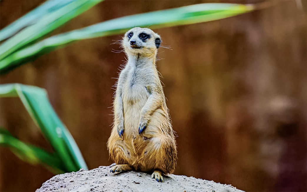 Meerkat standing on rock at Chiang Mai Night Safari.