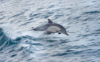 Dolphin leaping from ocean waves during Los Angeles whale watching tour.