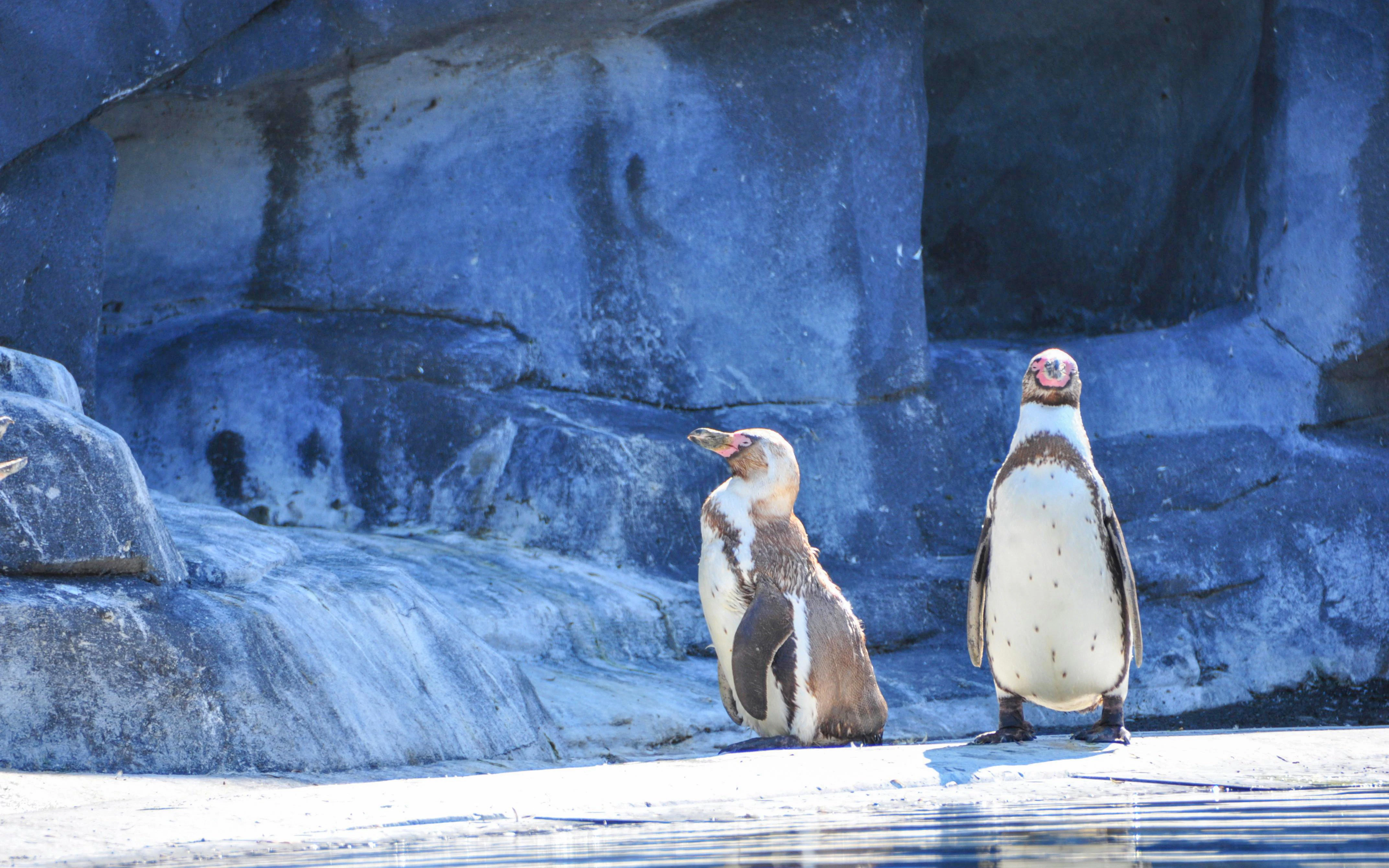 Humboldt penguins standing on rocky terrain at Vincennes Zoo, Paris.