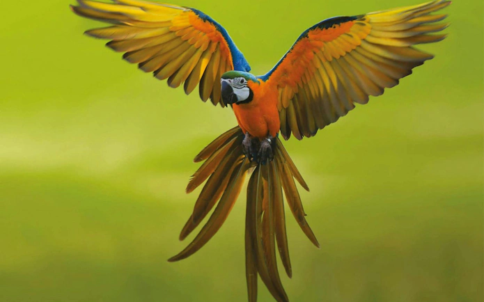 Colorful parrot in flight at Theme Park Oltremare.