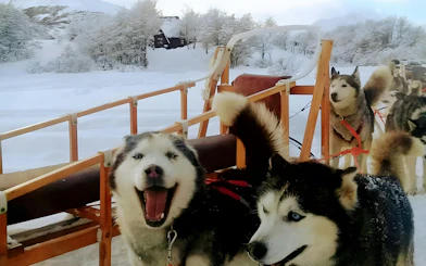 Huskies pulling a sled through snowy landscape in Ushuaia.