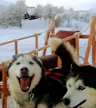Husky Park - Nunatak