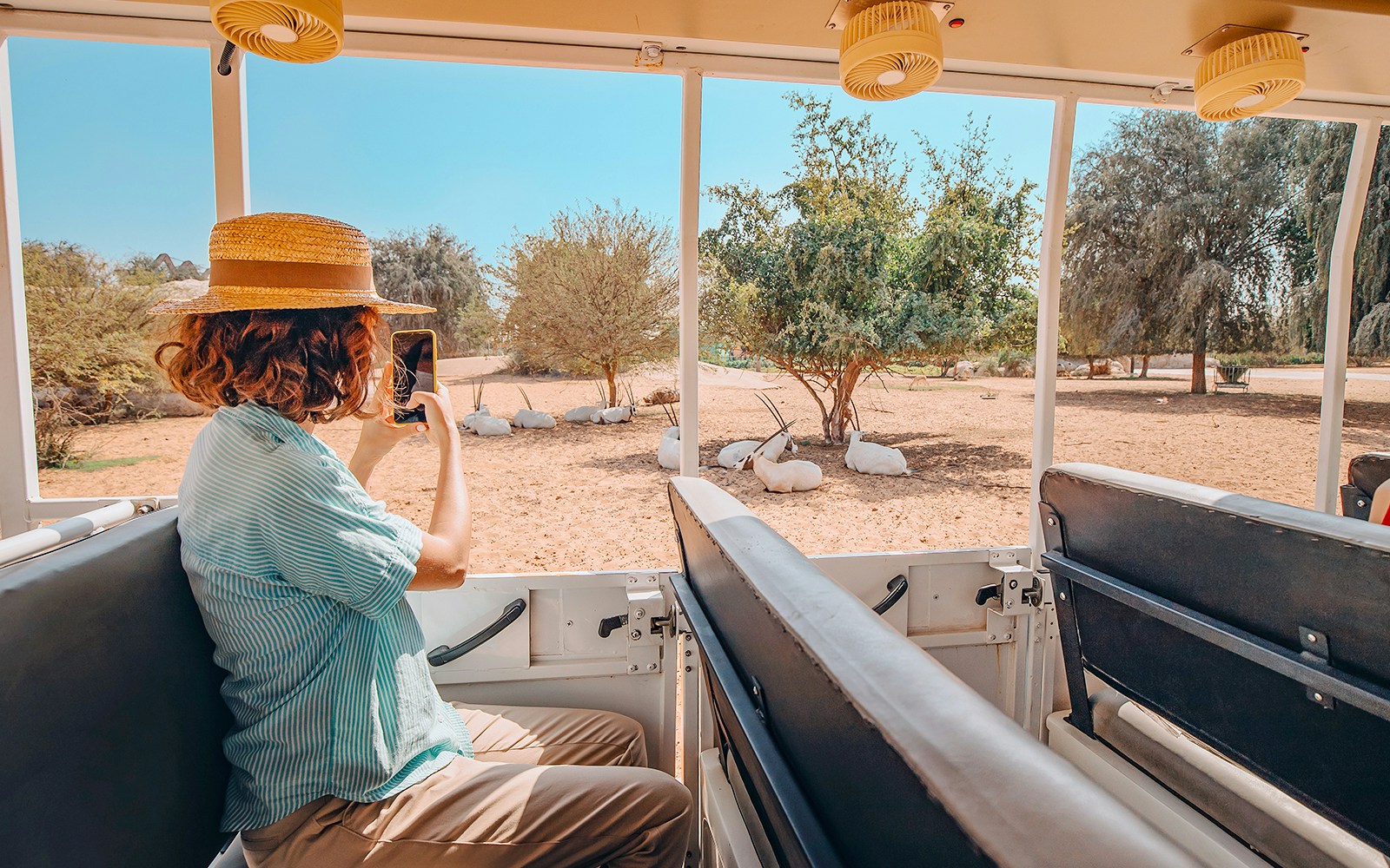 Woman photographing Arabian Oryx from safari car in national park.