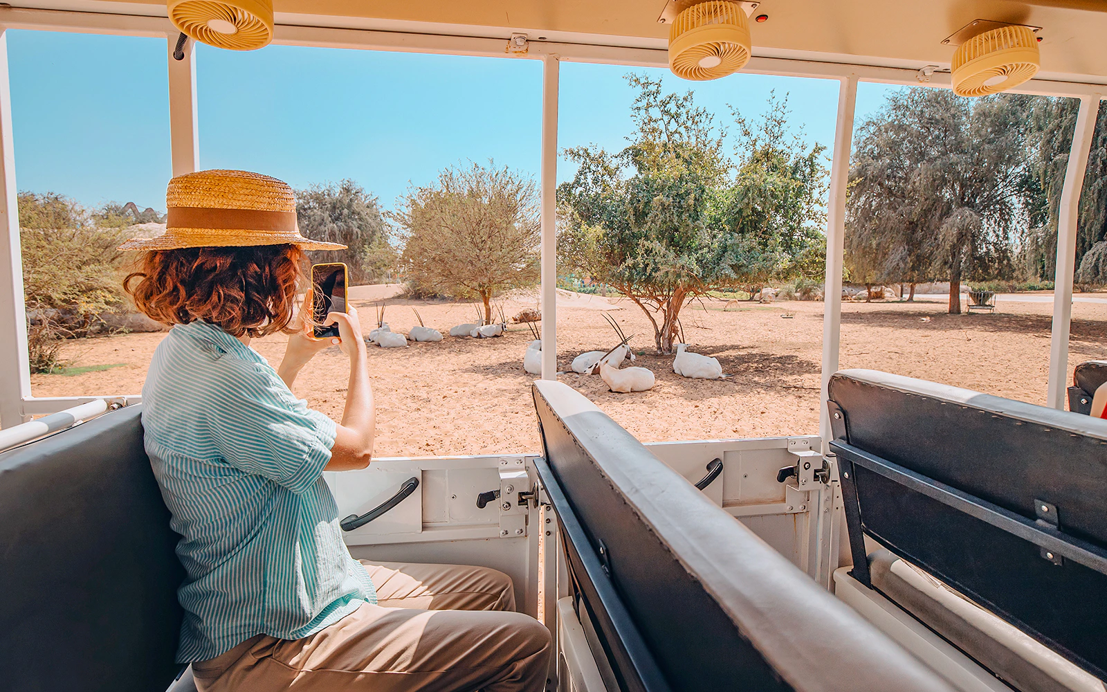 Woman photographing Arabian Oryx from safari car in national park.