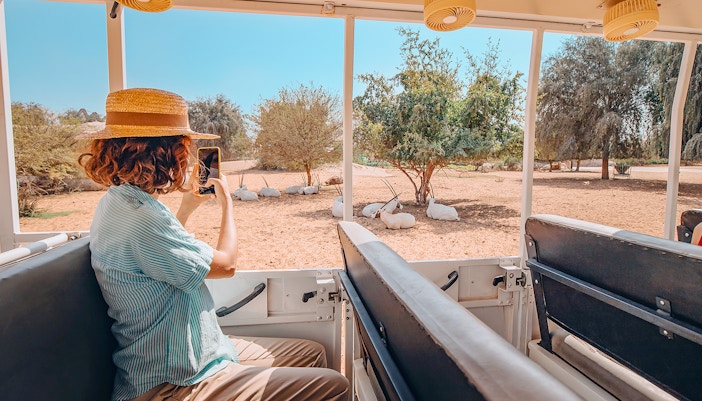 Woman photographing Arabian Oryx from safari car in national park.