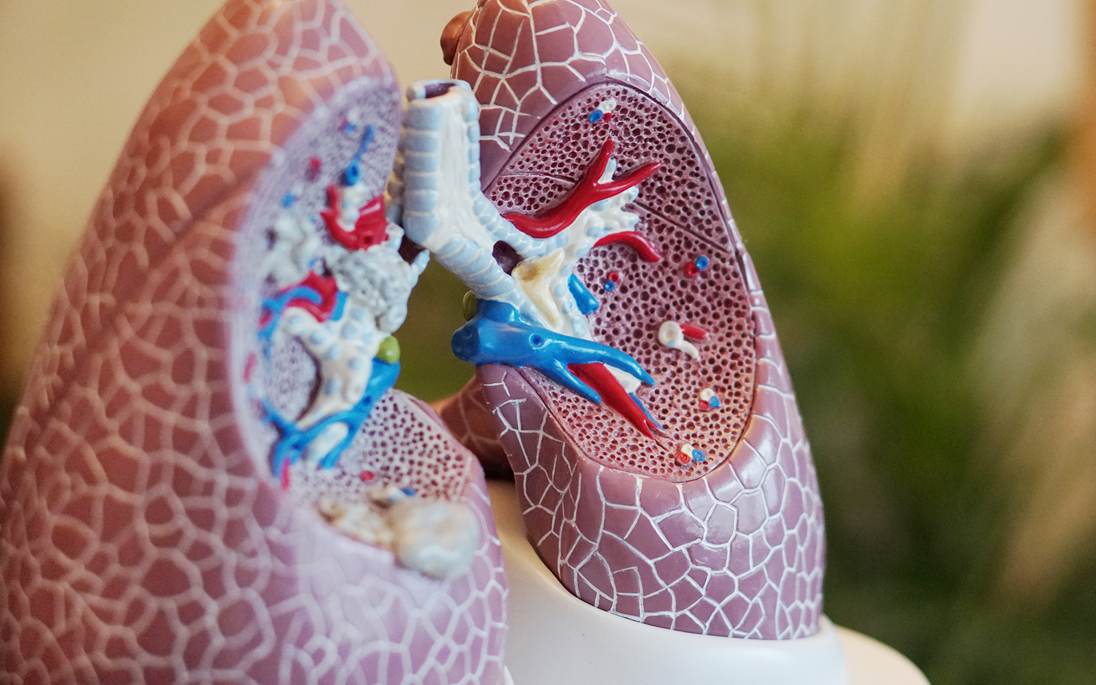 Padua Medical Museum