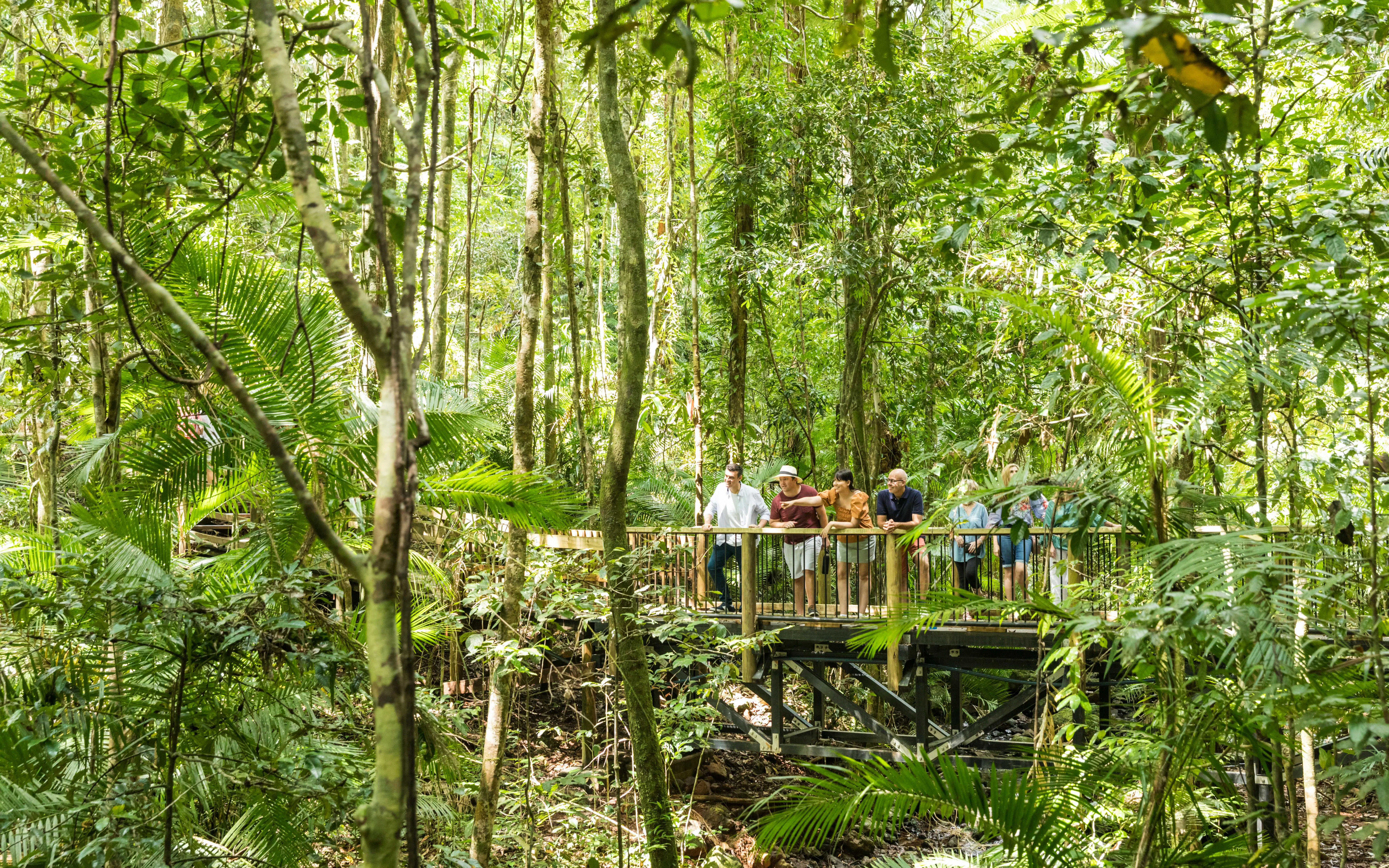 Visitors on a boardwalk in Daintree Rainforest, surrounded by lush greenery.