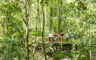 Visitors on a boardwalk in Daintree Rainforest, surrounded by lush greenery.