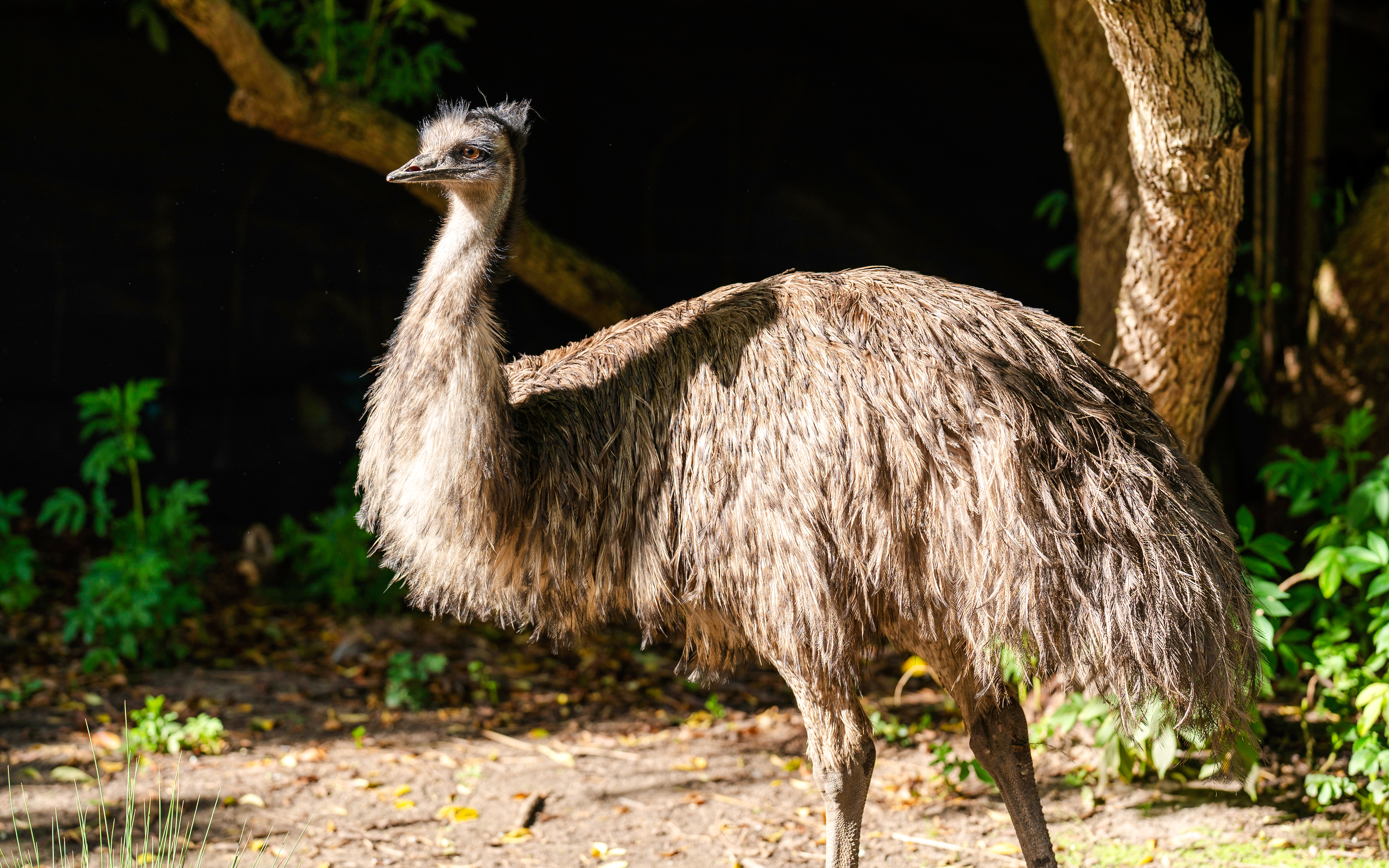 Le monde des oiseaux