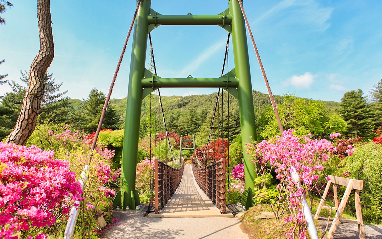 Green suspension bridge pathway with pink azaleas in a South Korean garden.