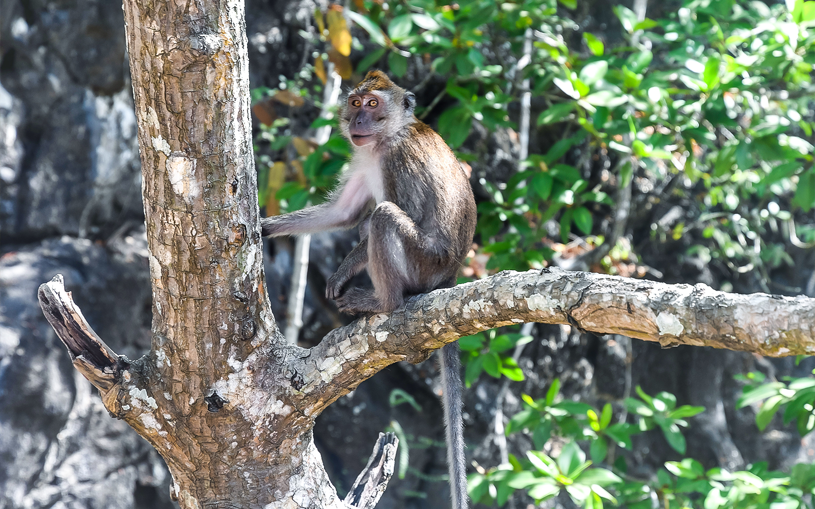 Monkey perched on a tree branch in Langkawi's Black Mangroves forest during a mangrove tour.