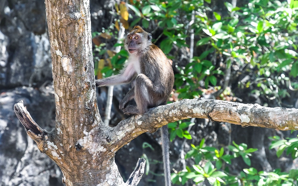 Monkey perched on a tree branch in Langkawi's Black Mangroves forest during a mangrove tour.