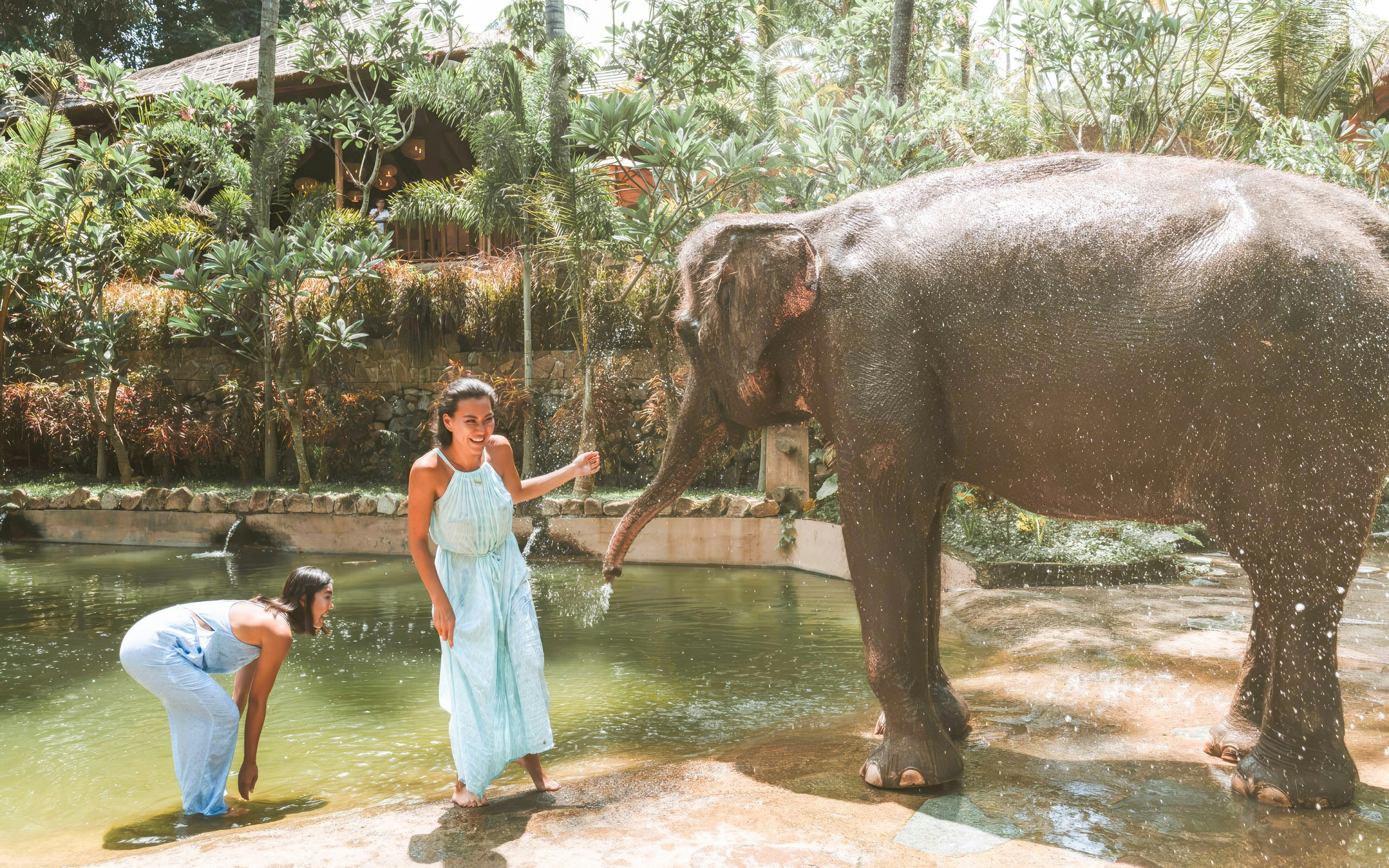Elephant bath experience with visitors at Lombok Wildlife Park.