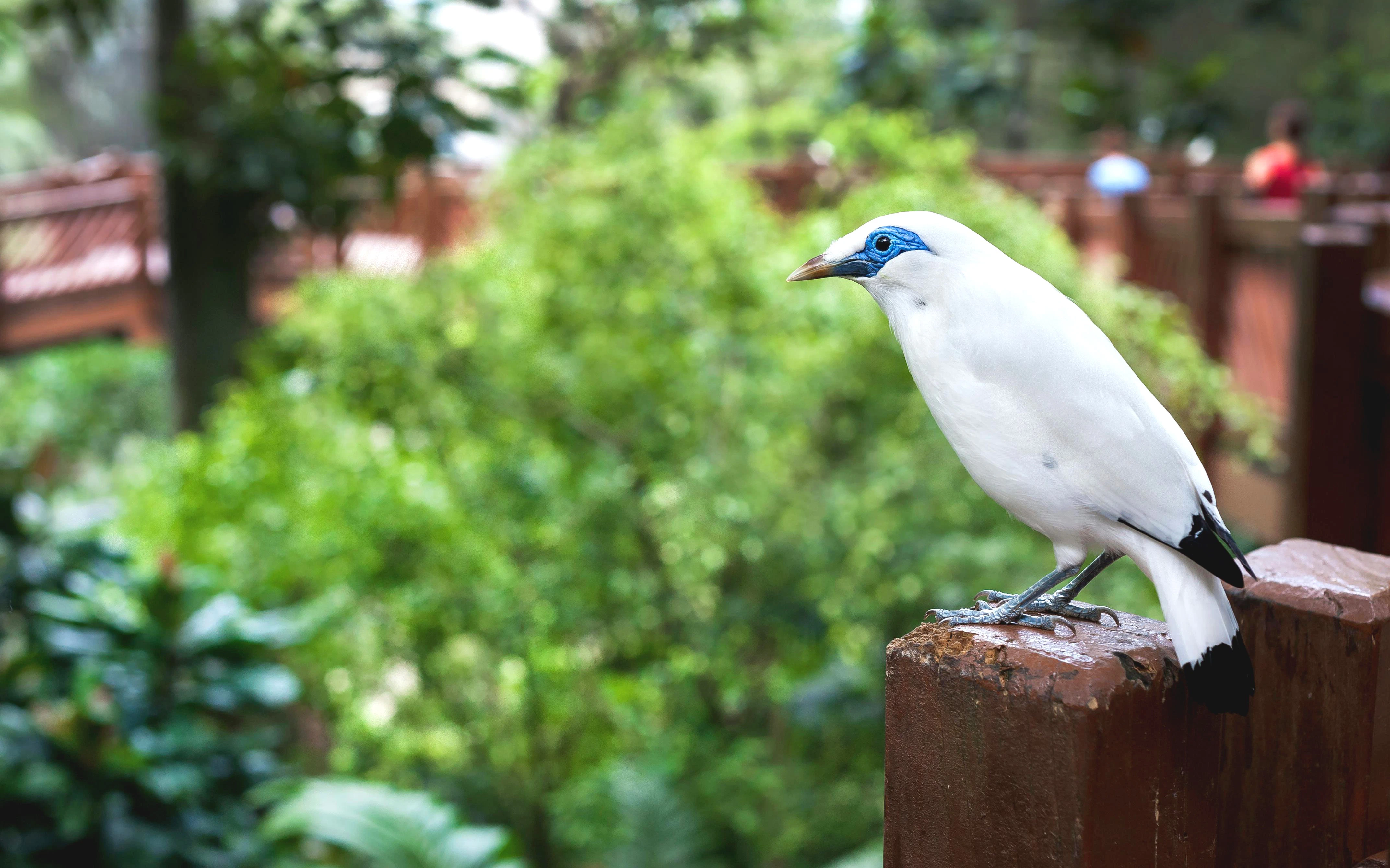 White Bali Mynah perched at Edward Youde Aviary, Hong Kong Park.