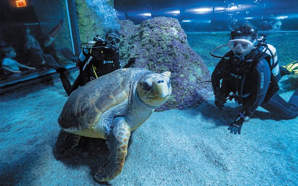Divers with sea turtle at Aquarium of Western Australia.