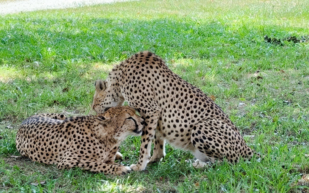 Cheetahs resting in the grass at A'Famosa Safari Wonderland, Melaka.
