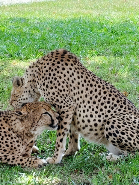 Cheetahs resting in the grass at A'Famosa Safari Wonderland, Melaka.