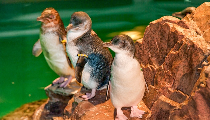 Little penguins standing on rocks inside New England Aquarium.