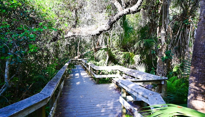 Boardwalk through hardwood hammocks in Everglades National Park.