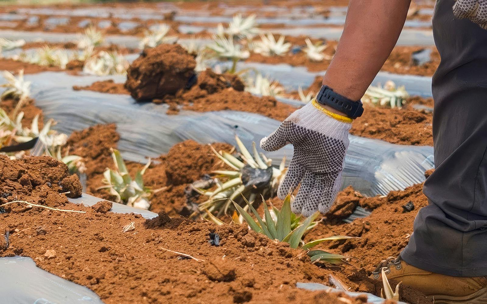 Worker tending pineapple plants on a plantation tour.