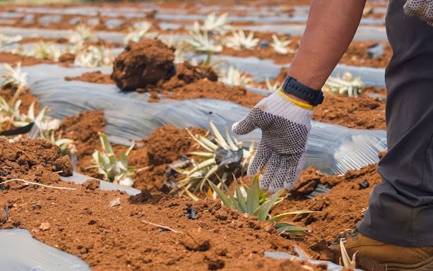 Worker tending pineapple plants on a plantation tour.