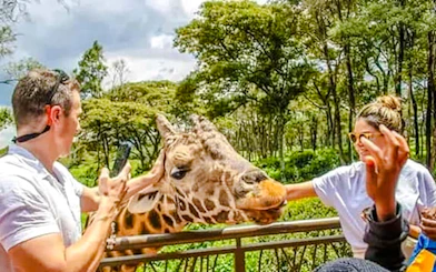 Visitors feeding a giraffe at Giraffe Centre, Nairobi.